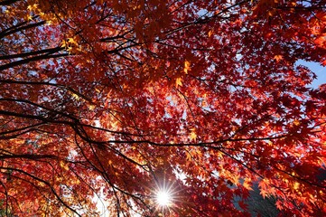 太陽の光を浴びた赤いモミジ
