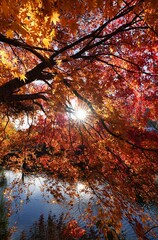 太陽光に照らされるモミジの紅葉