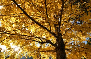 太陽の光を浴びた黄色いイチョウ
