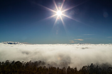 Beautiful pine tree forest and mist in the Teide Tenerife National Park in early summer