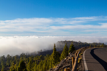 Beautiful pine tree forest and mist in the Teide Tenerife National Park in early summer