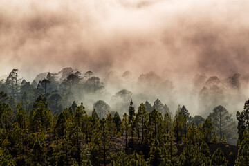 Beautiful pine tree forest and mist in the Teide Tenerife National Park in early summer