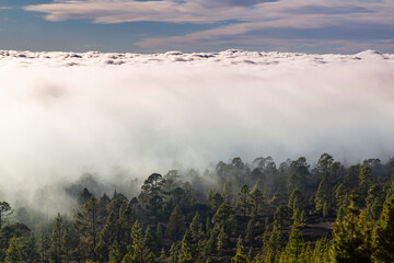 Beautiful pine tree forest and mist in the Teide Tenerife National Park in early summer