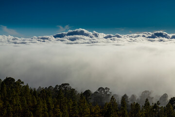 Beautiful pine tree forest and mist in the Teide Tenerife National Park in early summer