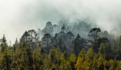 Beautiful pine tree forest and mist in the Teide Tenerife National Park in early summer