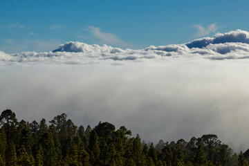 Beautiful pine tree forest and mist in the Teide Tenerife National Park in early summer