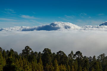 Beautiful pine tree forest and mist in the Teide Tenerife National Park in early summer