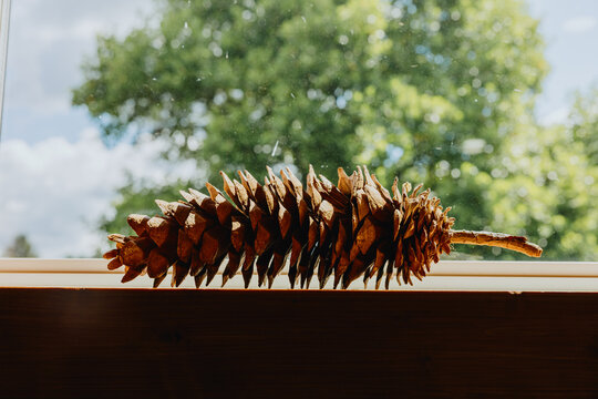 Pine Cone Placed on a Windowsill With a Green Background