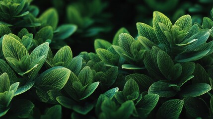 Lush Green Leaves with Intricate Veins in a Natural Setting