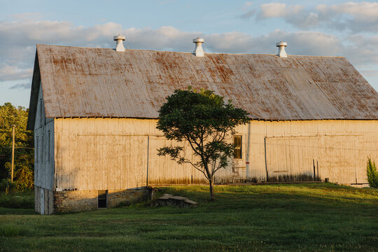 Old white barn with rusted roof and tree at sunset