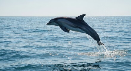A dolphin leaps high above the ocean's surface, illuminated by bright sunlight