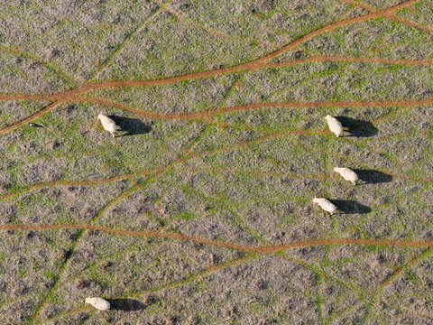 Sheep grazing in a filed