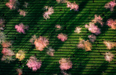 dutch windmill in spring