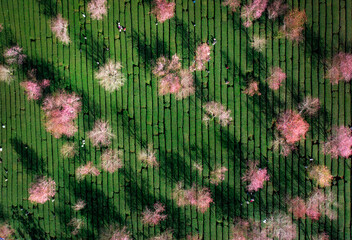 dutch windmill in spring