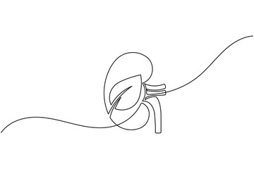 Obraz premium Minimalist kidney continuous one line drawing human organ outline illustration for medical healthcare design