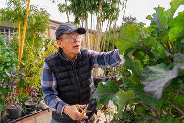 garden harvest greens