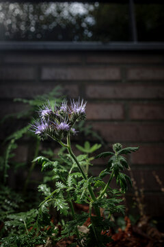 Phacelia tanacetifolia, beebread plant with raindrops on it.