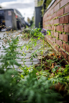 Phacelia tanacetifolia, beebread plant with raindrops on it.