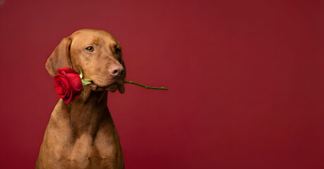 Dog with Rose: A charming dog holds a vibrant red rose in its mouth, against a deep crimson backdrop, radiating tenderness and love.