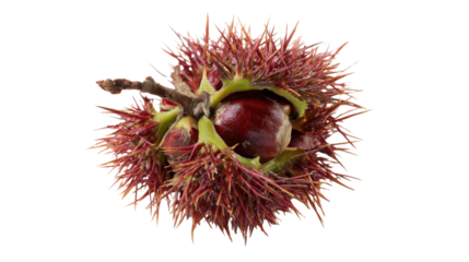 Sweet chestnut nuts opening from spiky burr on branch, fresh autumn harvest, transparent background