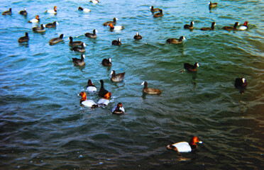 ducks and plumage swimming together on blue-green water
