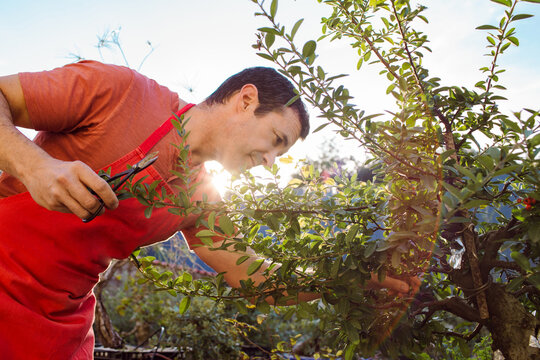 A man enjoys his favourite hobby, bonsai.