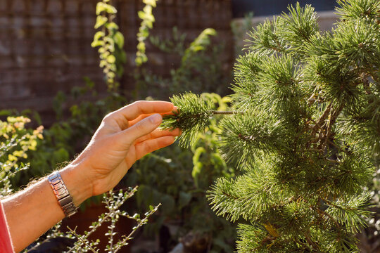 Close-up of a man's hand and pine branch. 