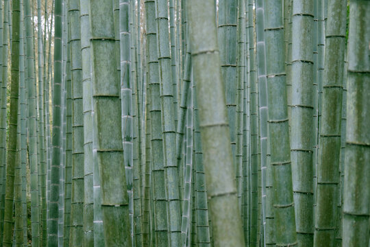 Bamboo Forest