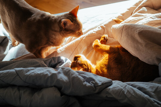 Two cats playing on soft bedding in sunlight