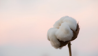 Macro cotton grass head with blurred pastel sky background, minimal and calm botanical detail, eco friendly aesthetic