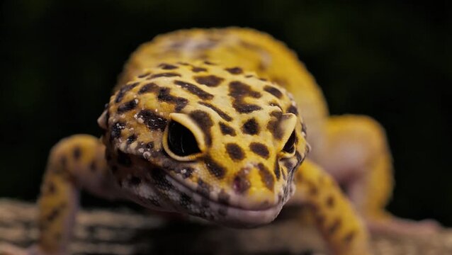 Leopard Gecko Lizard Close Up on Isolated Black Background