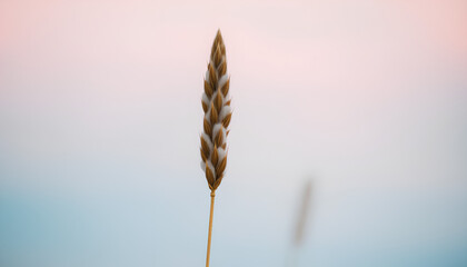 Macro cotton grass head with blurred pastel sky background, minimal and calm botanical detail, eco friendly aesthetic 2