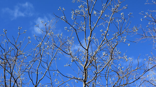 白い花, 青空, 木, 樹々, 樹木, 晴天, 快晴, 晴れ, 晴れた空, 爽やか, 爽快, 爽快感, 林, 森, 森林, フォレスト, 自然, 冬晴れ, 澄んだ空, 雲, 空, スカイ, 空気, 季節, 冬の晴れた空, 山林, 野山, 植物, 田舎, 郊外, 里山, 枝, 落葉樹, 冬枯れ, 早春, 山中, 背景, 背景素材, 背景画像, 背景写真, バックグランド, バックグラウンド, カバー