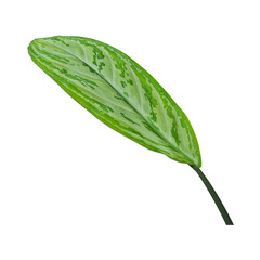 Obraz premium A large green leaf with variegated spots against a black background