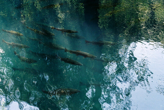 Trout in a trout farm pond.