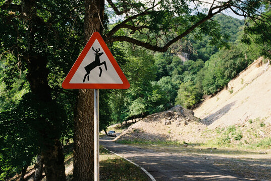 Danger sign: A deer crosses the road in a mountains, Russia.