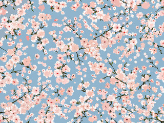Delicate pink cherry blossoms against a serene light blue background