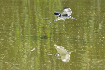 A wild belted kingfisher goes fishing in a park in Colorado.