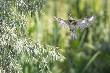 A wild belted kingfisher goes fishing in a park in Colorado.