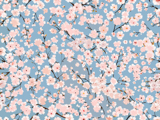 Delicate pink and white cherry blossoms against a soft blue background