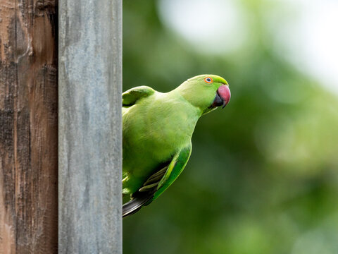 Rose ringed parrakeet sitting on an electricity pole. The green parrot is ready to fly