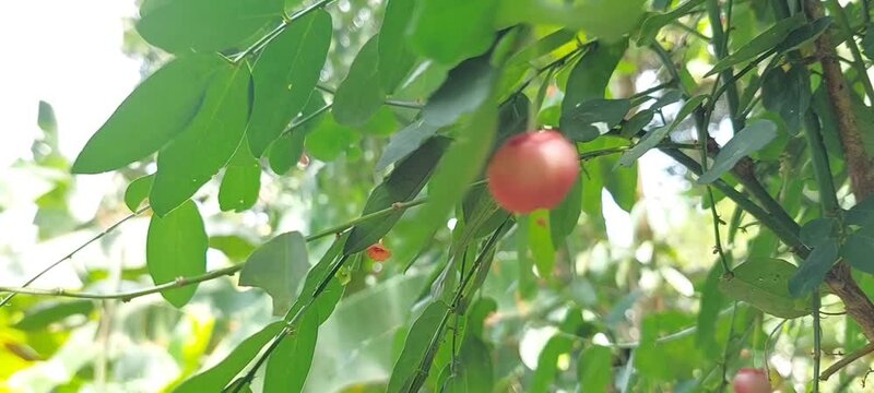 katuk vegetable tree fruit seen up close.  
