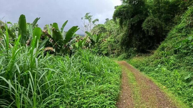 POV riding along a dirt road through the S&atilde;o Tom&eacute; forest with a dog walking on the road.S&atilde;o Tom&eacute; e Principe,Africa.
