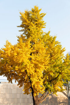 Golden yellow tree and Modern Architecture