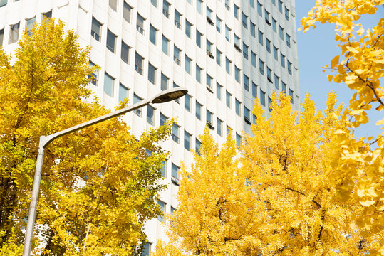 Golden yellow tree and Modern Architecture
