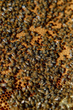 Close-Up Of A Busy Beehive With Thousands Of Bees On Honeycomb
