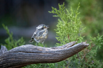 A wild black-throated gray warbler perched on a branch in a park in Colorado.