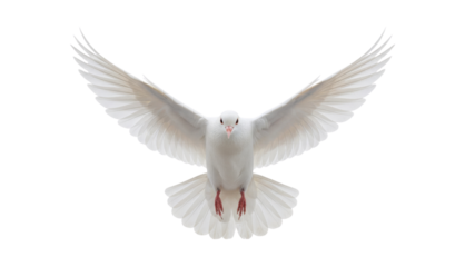 White Dove Flying with Wings Spread on Clean White Background