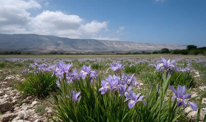 Obraz premium faqqua iris or iris haynei field