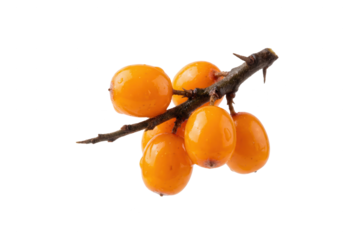 Sea Buckthorn Berries on Branch, Isolated on White Background